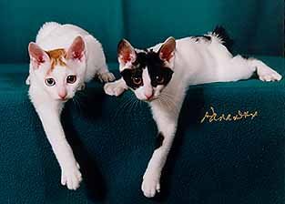 [Japanese Bobtail kittens]